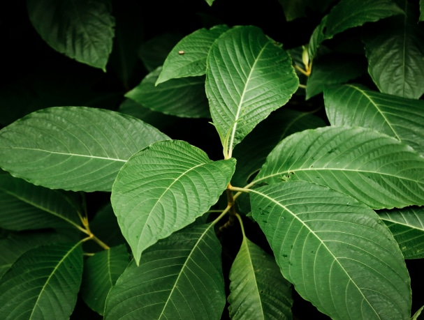 Close-up of several large, vibrant green leaves with visible veins, their combined mass perhaps 2 Kilo Bundle Experience Capsules (Choose 2), arranged in a cluster against a dark background.