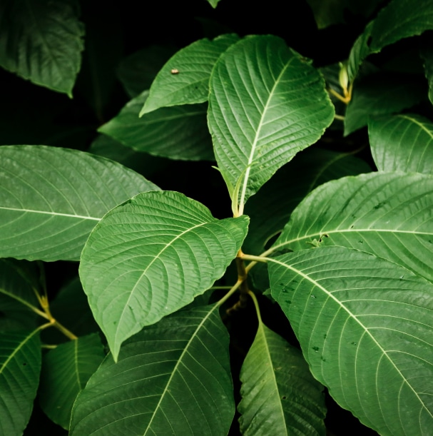 Close-up shot of green leaves with prominent veins and a dark background.